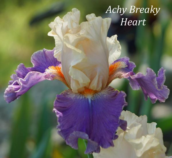 Achy Breaky Heart