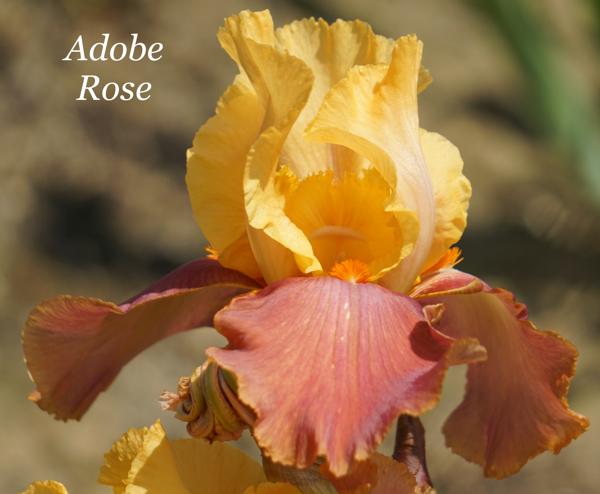 Adobe Rose