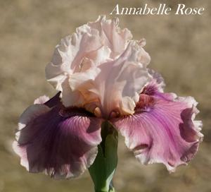 Annabelle Rose