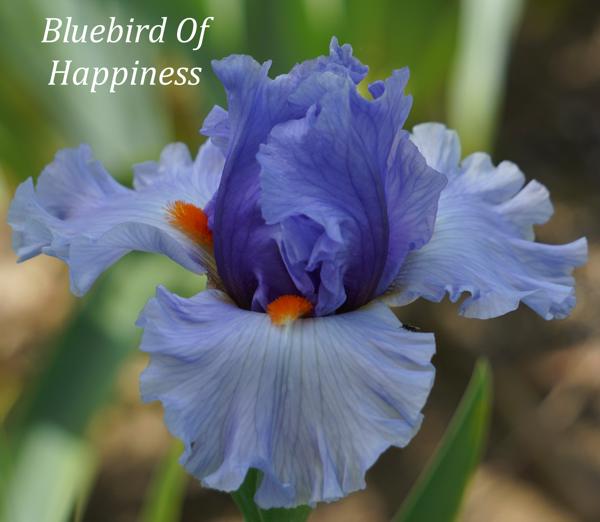 Bluebird of Happiness