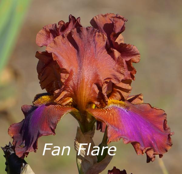 fan flare2