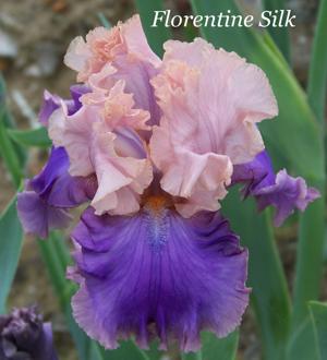 Florentine Silk