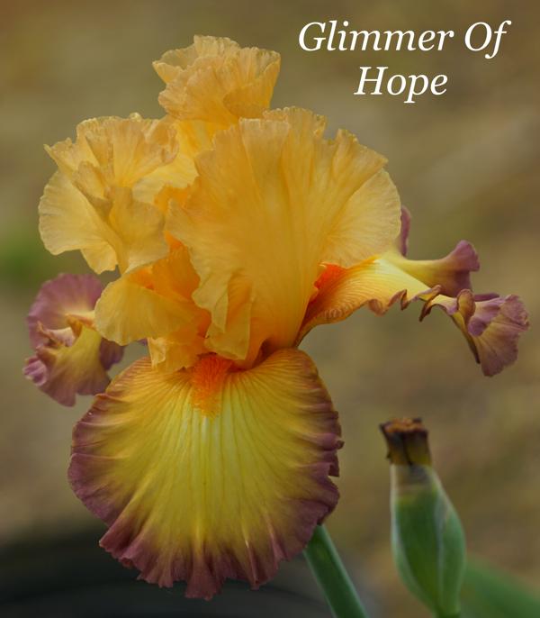 Glimmer Of Hope2