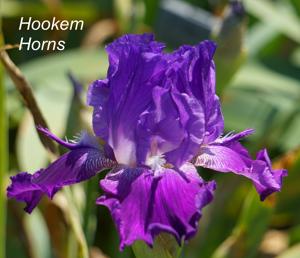 Hookem Horns