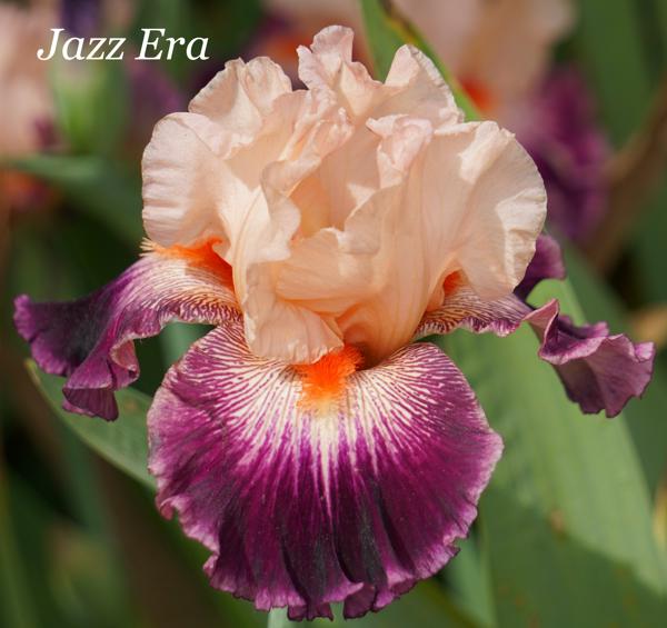 Jazz Era2