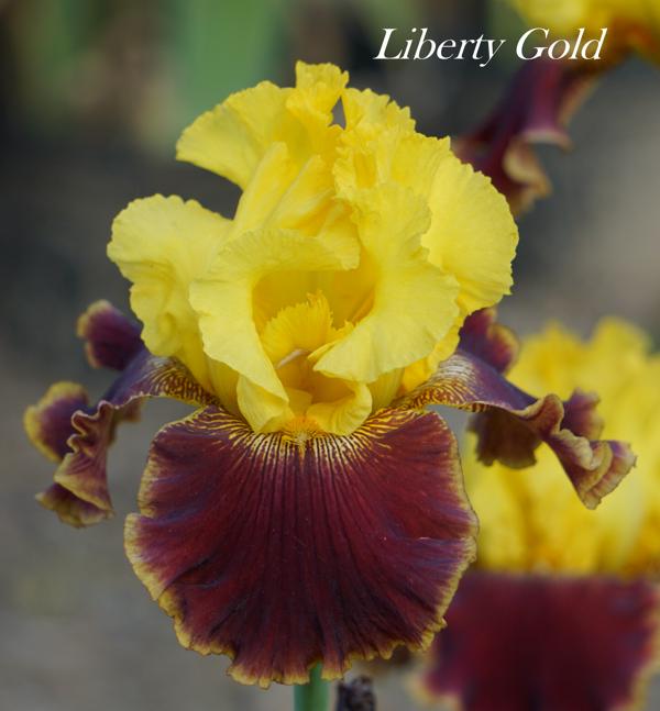 Liberty Gold