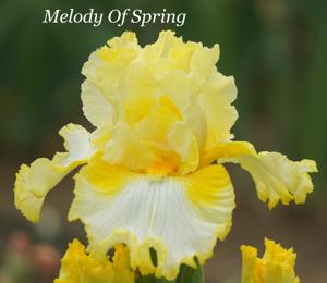 Melody Of Spring