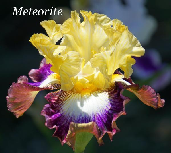 Meteorite