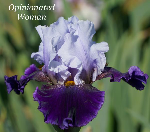 Opinionated Woman