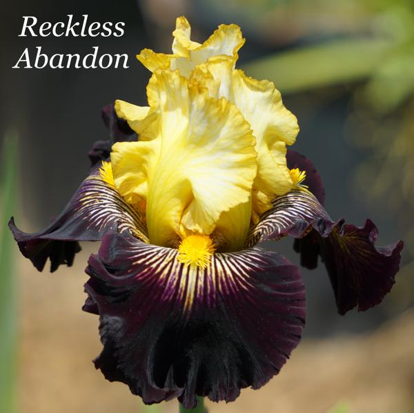 Reckless Abandon