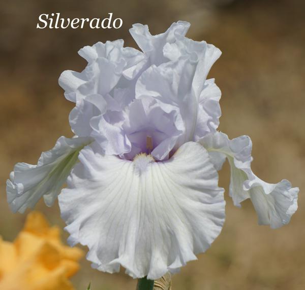 Silverado