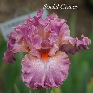 Social Graces