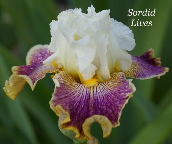 Sordid Lives
