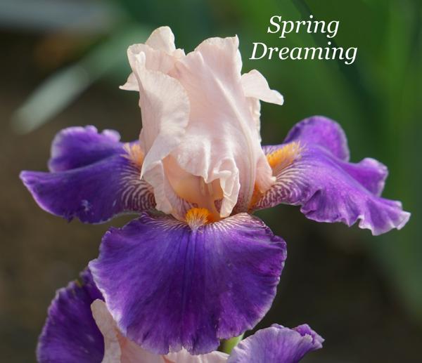 Spring Dreaming