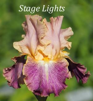 Stage Lights