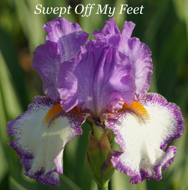 Swept Off My Feet2