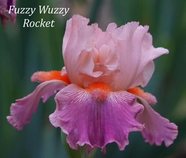 Fuzzy Wuzzy Rocket3