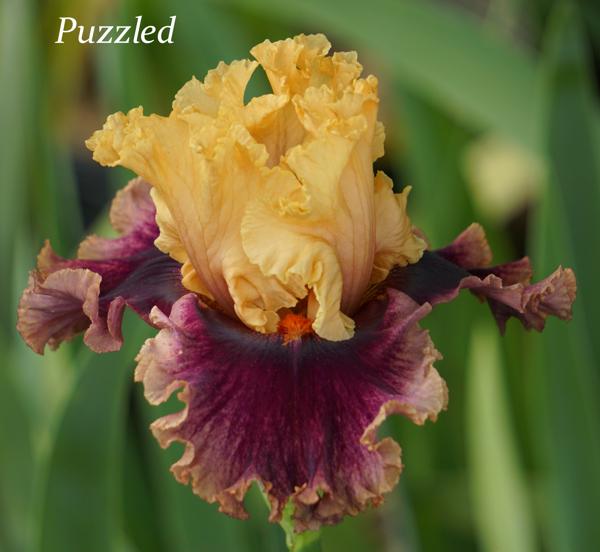 Puzzled2