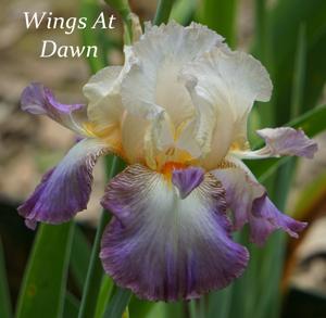 Wings At Dawn