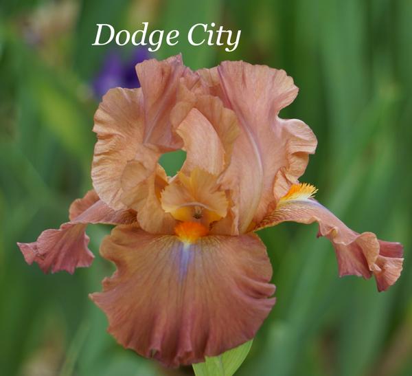 Dodge City