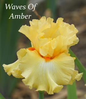 Waves Of Amber