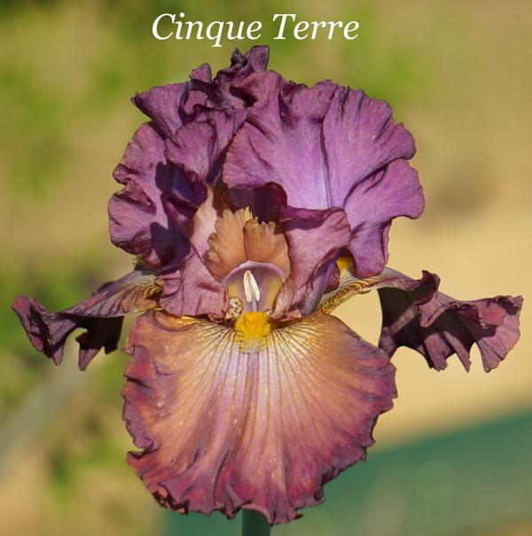 Cinque Terre 001