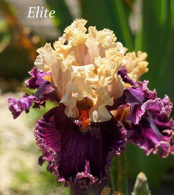 Elite