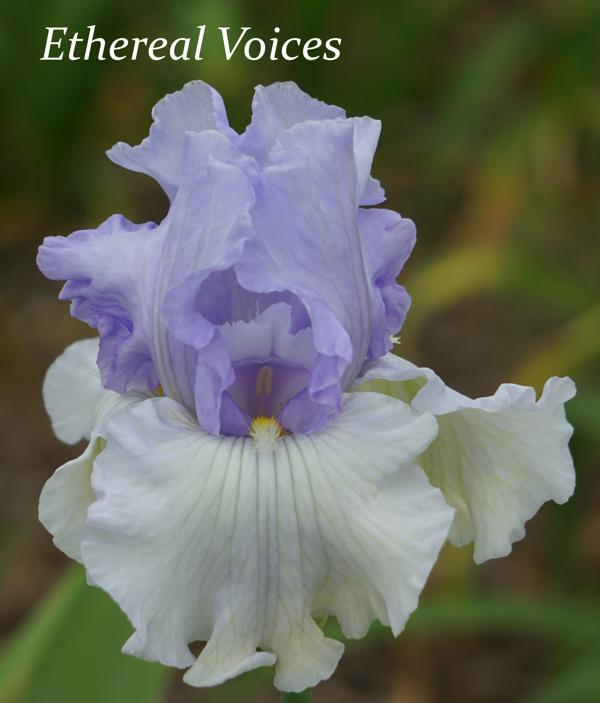 Ethereal Voices