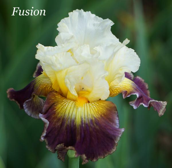 Fusion