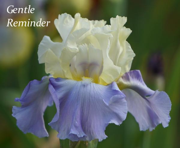 Gentle Reminder2