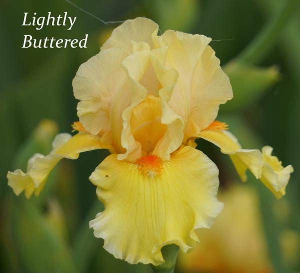 Lightly Buttered